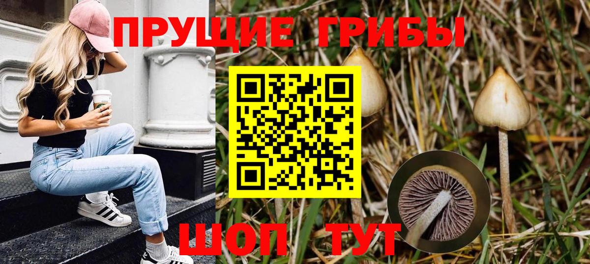 Галлюциногенные грибы Psilocybe  Искитим 